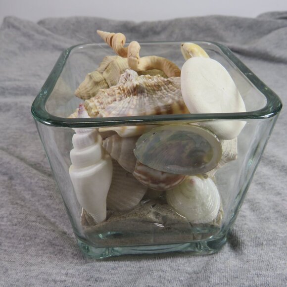 REAL Sea Shells in a Glass Square Vase and sand #12 - Picture 10 of 11